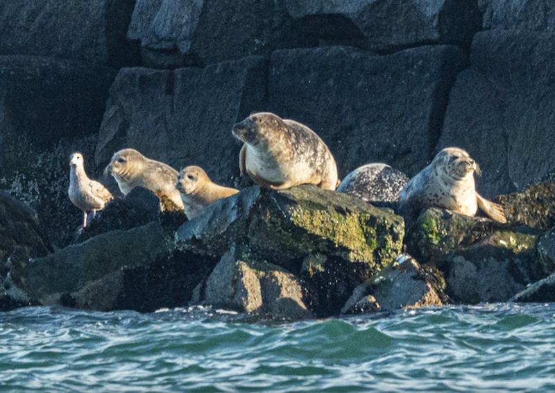 Colonies of gray and harbor seals can often be seen on the breakwater rocks in Delaware Bay during the winter months. The MERR Institute will offer fun, informational programs on these marine mammals starting Jan. 3 in Lewes. SUBMITTED PHOTO